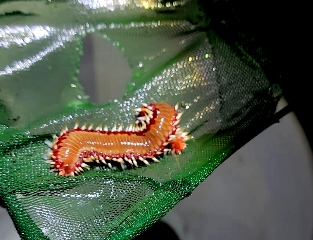 Hermodice carunculata (Pallas, 1766)