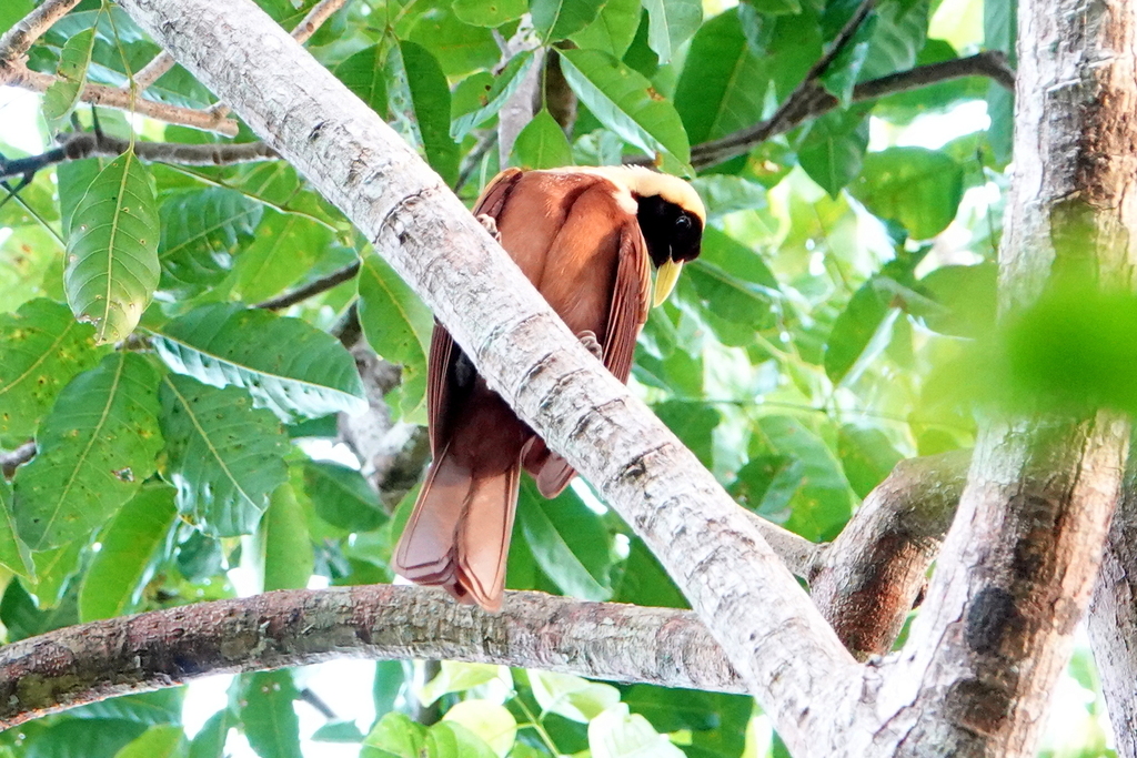 Red Bird-of-Paradise (Paradisaea rubra)