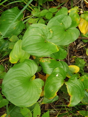 Maianthemum dilatatum