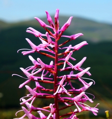 Disa nervosa