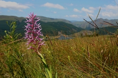 Disa nervosa