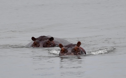 Common Hippopotamus