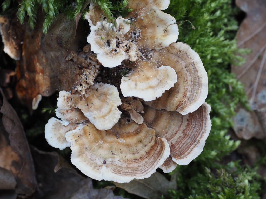 Trametes ochracea · March 2026 · photo: © vincent_b (iNaturalist, cc-by)