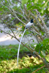 Indian Paradise-Flycatcher photo 5