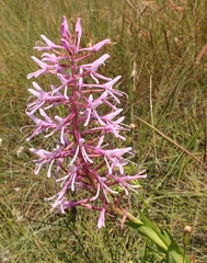Disa nervosa