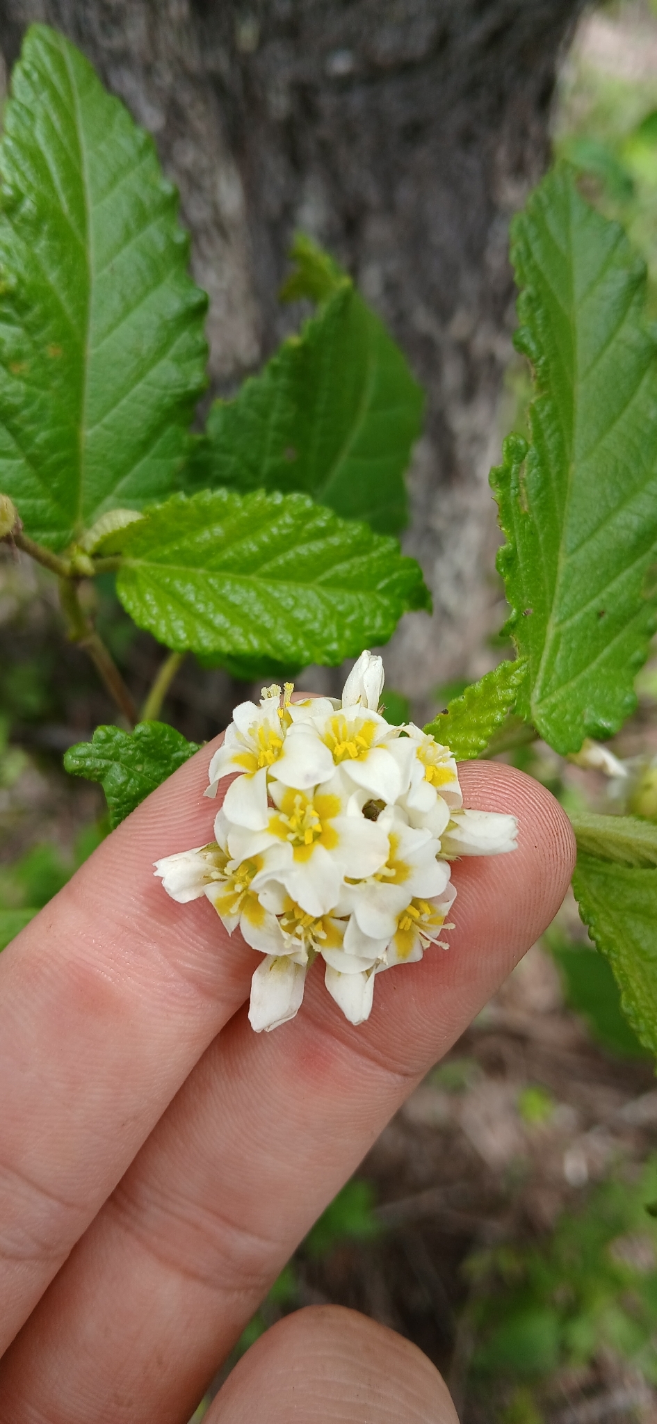 Melochia betonicifolia