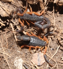 Uroplectes triangulifer