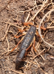 Uroplectes triangulifer