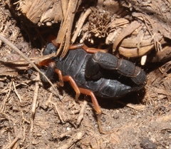 Uroplectes triangulifer