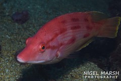 Bodianus unimaculatus