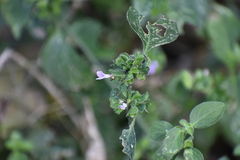 Dicliptera resupinata