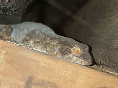 Homopholis walbergii