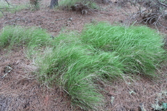 Melica torreyana