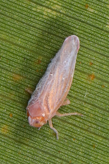 Omolicna