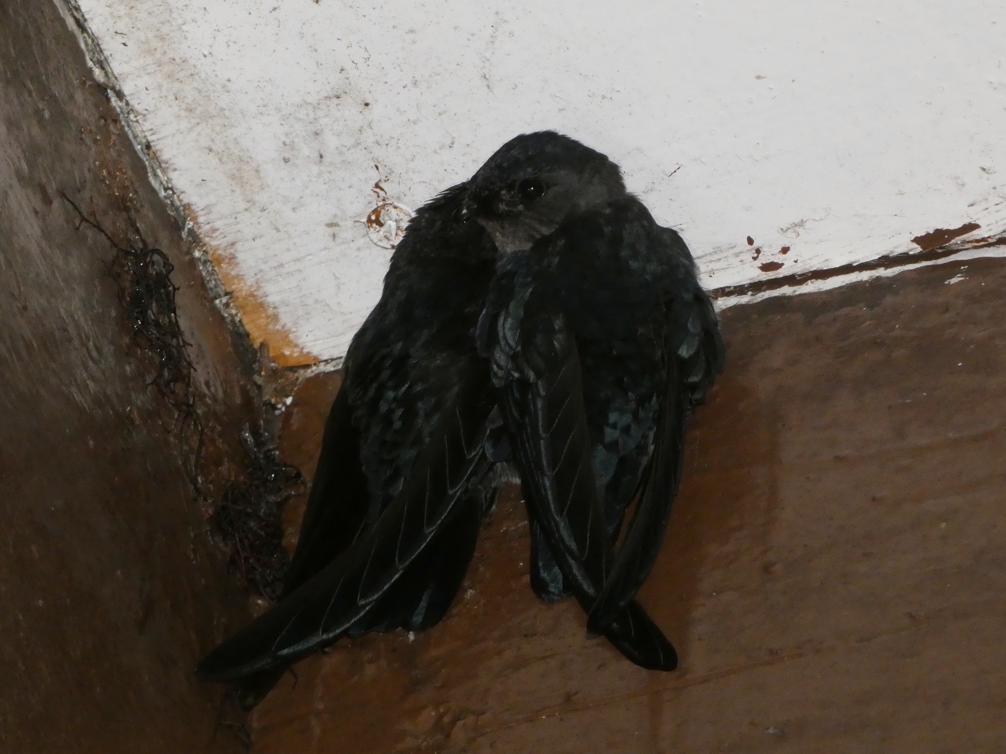 Plume-toed Swiftlet (Collocalia affinis), photo 3