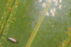 Omolicna