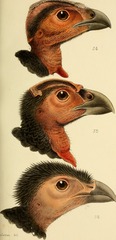 Waigeo Brush-Turkey photo 2