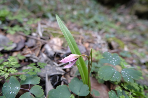 Amana erythronioides, photograph 4