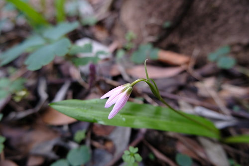 Amana erythronioides, photograph 3
