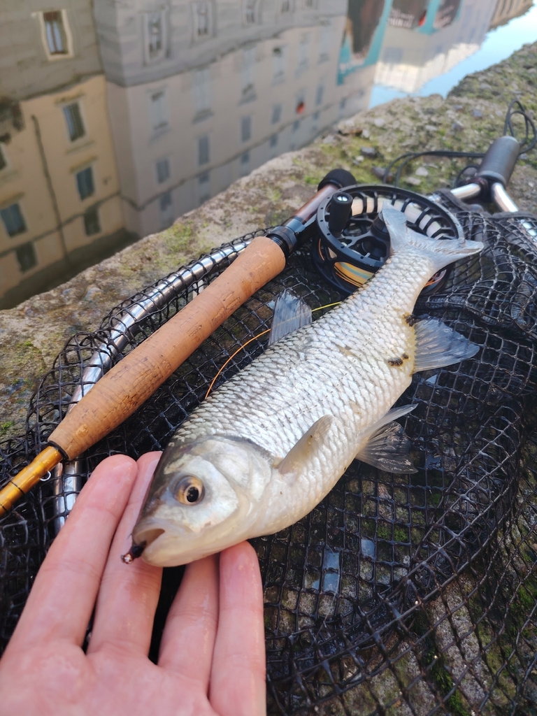 Italian Rudd Italian rudd from Milano, Lombardia, IT on February 15, 2026 at 02:18 ...