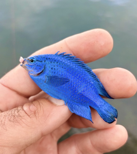 Blue damselfish (Chrysiptera cyanea) — Pomacentridae — 2