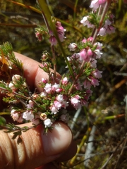 Erica autumnalis