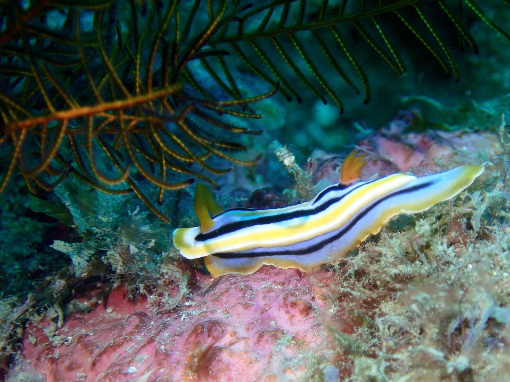 Chromodoris colemani