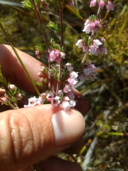 Erica autumnalis