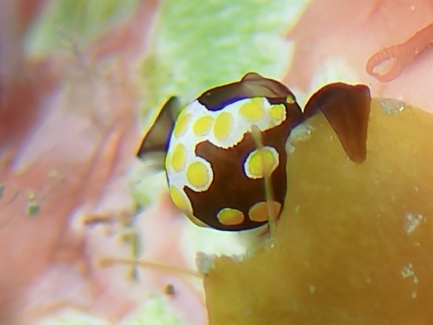 Fried Egg Bubble Snail