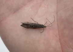 Glyphopsyche irrorata