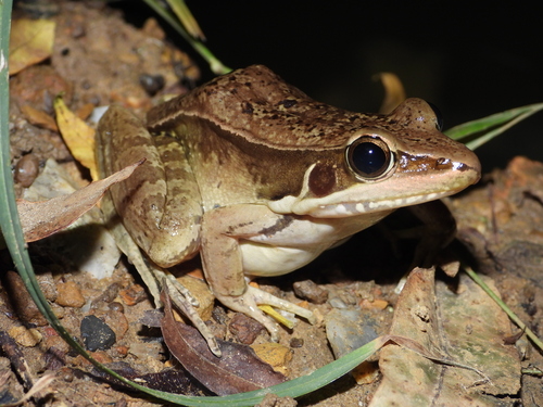 Guenther's Frog