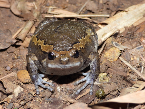 Asian Painted Frog