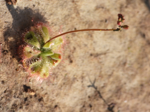 tropical sundew