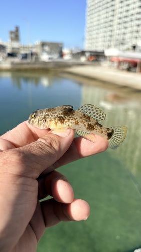 Goby (Acentrogobius nebulosus) — Gobiidae — 3