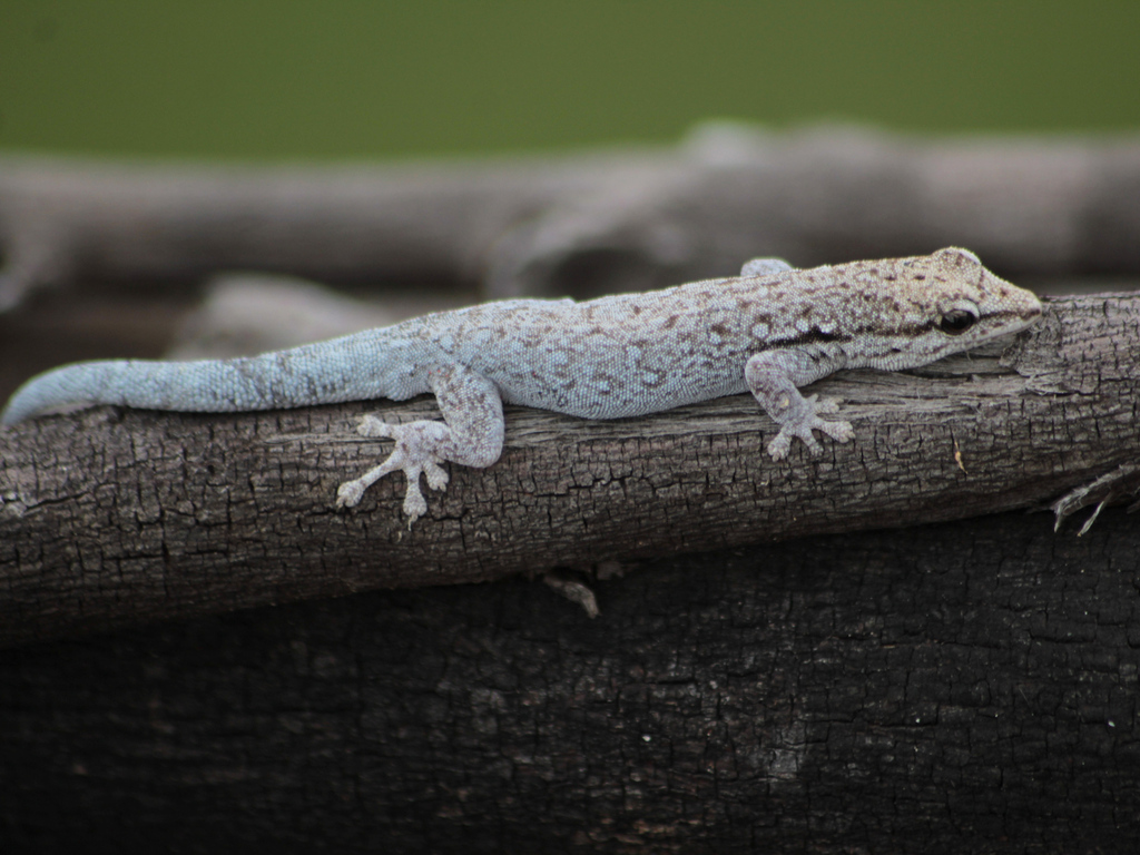 Chobe Dwarf Gecko