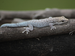 Chobe Dwarf Gecko photo 1
