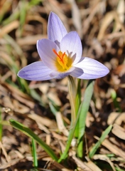 Crocus reticulatus
