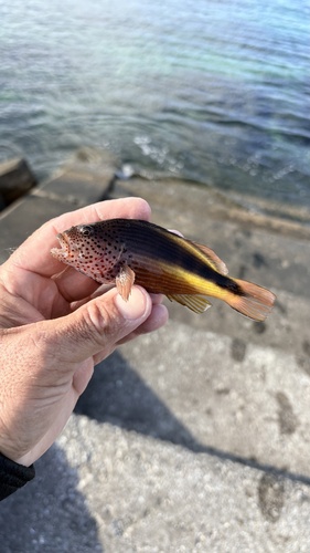 Photo of Blackside hawkfish (Paracirrhites forsteri)