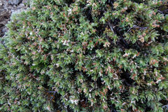 Pimelea notia
