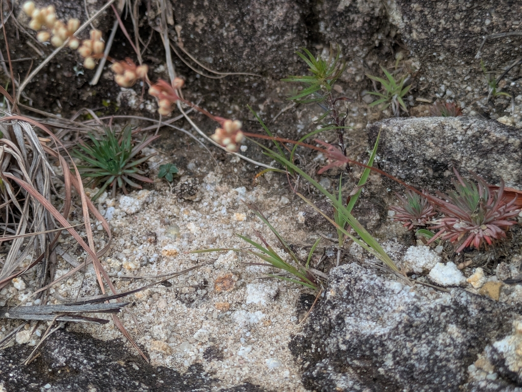 Psammotropha mucronata; photograph author not stated, no rights reserved