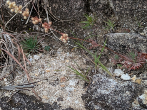 Psammotropha mucronata