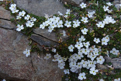 Lobelia glaberrima