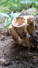 Turbinellus kauffmanii