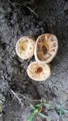 Turbinellus kauffmanii