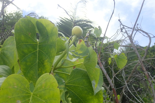 Beach Moonflower (Ipomoea violacea)