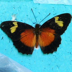 Cethosia tambora