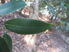 Quercus myrsinifolia
