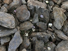 Viola crassiuscula