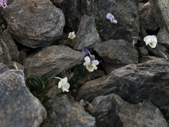 Viola crassiuscula