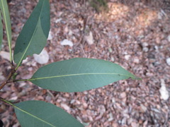 Quercus myrsinifolia